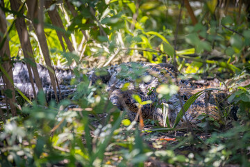 Mother Alligator protecting babies