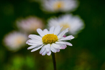 Nature scene with blooming bellis perennis, commonly known as the white daisy © Vlad Ispas