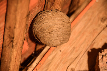 an abandoned hornet´s nest in an attic