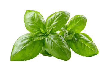 Fototapeta premium vibrant basil leaves, a culinary herb, freshly picked isolated on white background