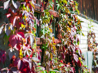 window covered with climbing plants