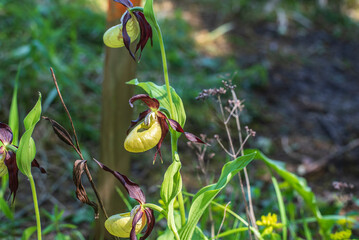 flowering yellow lady&acute;s slipper orchids in sunlight