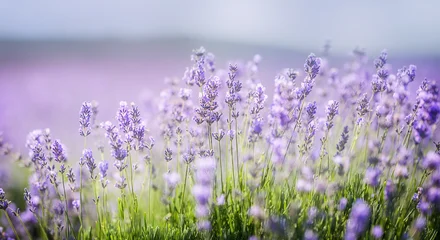 Fotobehang Mediterraans Europa Aerial panoramic view of blooming lavender field in summer countryside, natural landscape for travel, tourism and wellness concepts.  © The Len