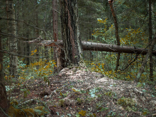 old fallen birch tree