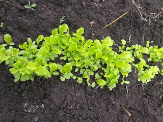A row of young green lettuce plants growing on a garden bed with dark tilled soil, top view.