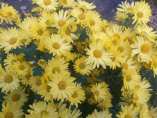 A group of yellow chrysanthemums seen from above with their green leaves visible below.