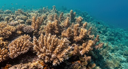 Colorful underwater coral reefs