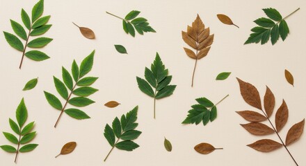 Colorful autumn leaves arrangement