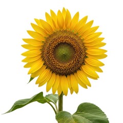 Fototapeta premium Bright sunflower front view