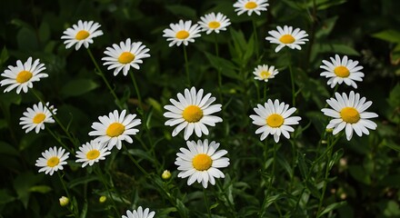 Fototapeta premium Field of White Daisies in Bloom.
