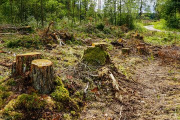 Deforestation scene with tree stumps and cut branches in forest after logging and land clearing