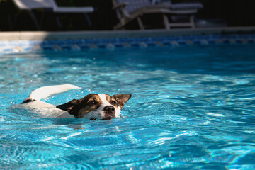 Low angle view of a small dog swiming in outdoor swimming pool