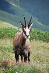 Obraz premium wild chamois standing alone in the mountain