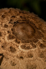 Close-up: mushroom in the undergrowth in the mountains in Trentino