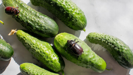 Glistening cucumbers host gleaming beetles in a sunlit kitchen, evoking Pickle Day and World Beetle...