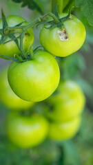Unripe green tomatoes hang like verdant jewels, symbolizing anticipation of La Tomatina festival and midsummer's garden abundance