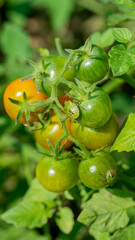 Verdant green tomatoes whisper ripening secrets beneath dappled sunlight, embodying Earth Day rebirth and Harvest Moon nostalgia