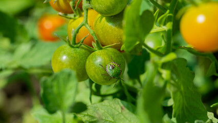 Emerald-hued beetle nestles on glistening dewy green tomatoes, natures whimsy for National Insect Week and Biodiversity Day
