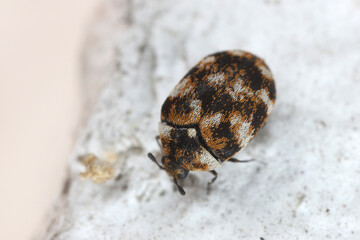 The most common pest in the world in houses and apartments. Varied carpet beetle, Anthrenus...