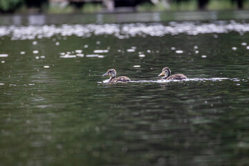 Entenküken im Wasser 