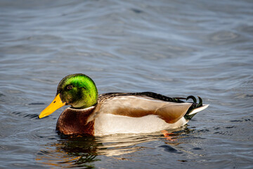 Stockenten-Erpel im Wasser