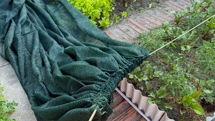 Emerald garden netting unfurls like dragon skin beside budding herbs, echoing Earth Day's verdant...