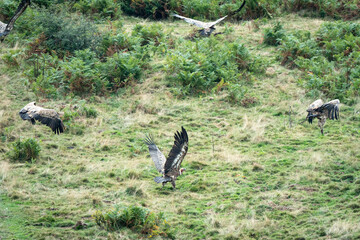 A vulture takes off, leaving the rocky ground to join the rising air currents above the ridges