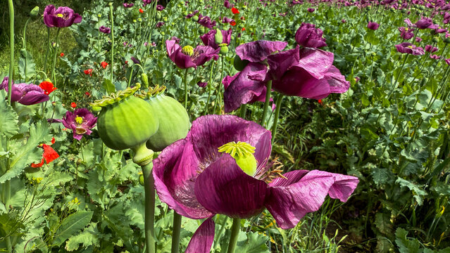 Embark on a whimsical journey through vivid purple poppies, echoing Dreams of Dolj, Bulgarian Harvest Festival enchantment