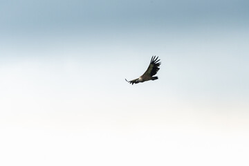 A vulture soars above the ridges, wings spread wide, gliding on thermal currents in the mountain...