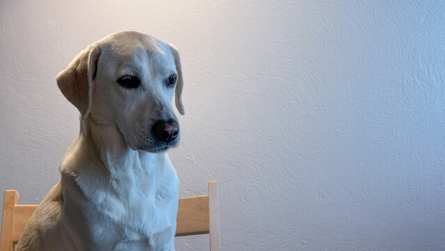A contemplative Labrador, bathed in twilight glow, evokes the cheer of Dog Appreciation Day and lunar reflections