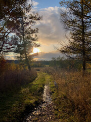 Golden sunbeams pierce autumn-laden wildwoods, reflecting a rustic path, evoking Celtic Samhain and...