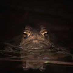 Frosch