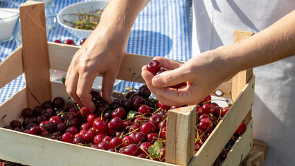 Hands gently harvesting sun-kissed cherries, evoking midsummer serenity and the Slavic Kupala...