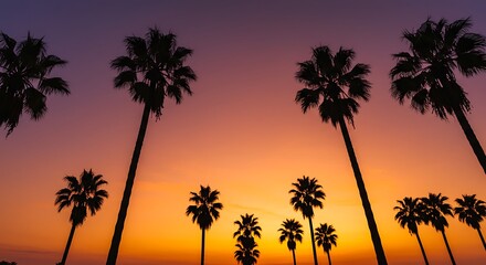Golden hour silhouette of palm trees against a vibrant tropical sky backdrop
