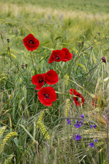 Scarlet poppies dance amidst golden barley, whispering secrets of Lammas harvest, a nod to Remembrance Days gentle reverie