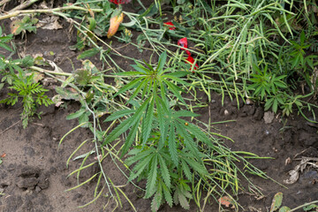 Lush cannabis plant nestled in rustic soil, earthy tranquility vibes, evokes HempFest spirit and...