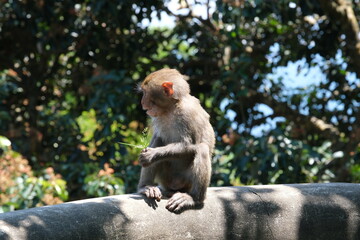 Monkey holding grass picture of a long-tailed monkey holding glasses. The scientific name for this monkey is Macaca fascicularis.