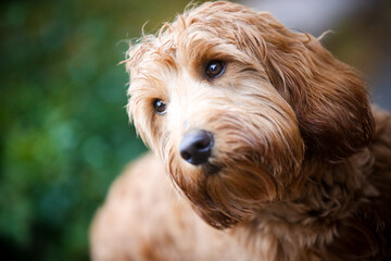 Golden Labradoodle dog looking up and to the side in soft outdoor light