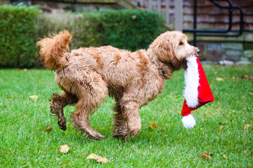 Fluffy Golden Labradoodle profile with a santa hat in his mouth running with one back paw in the...
