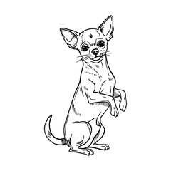 A small, standing Chihuahua with large ears and a slender body. The dog has a short coat and a curious expression, showcasing its playful nature.