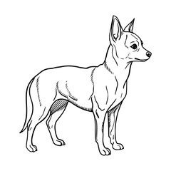 A small, slender Chihuahua dog stands upright. It has a short coat and large ears, showcasing its alert expression and playful demeanor.
