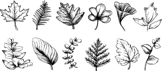 Hand drawn doodle set of oak and maple leaf icons for nature designs