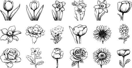 Hand drawn doodle icons set of spring flowers including tulip and daffodil for design projects