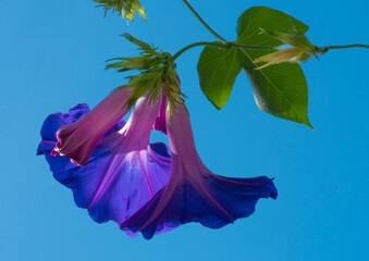 Ipomoea purpura