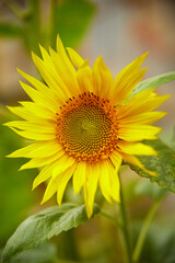 sunflower. Yellow sunflowers, good harvest, bright sunny flower. farming, vegetable garden, field, growing seeds for oil. health benefits,