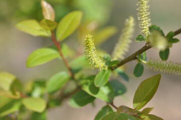 Salix chaenomeloides, called Wangbeodeul in Korea, is a large native willow tree growing along rivers and wetlands. This tall deciduous species plays a vital role in Korean ecosystems.