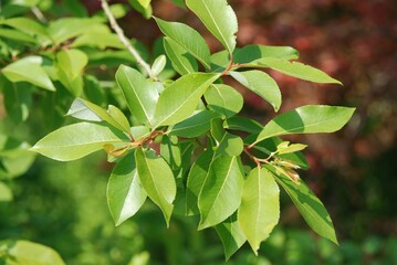 Salix chaenomeloides (Wangbeodeul), a native Korean willow, a tall deciduous tree thriving in riversides and wetlands with ecological significance