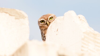 great horned owl