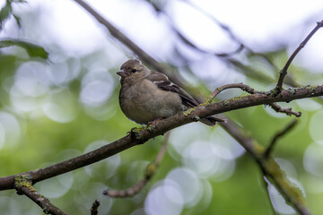 Chaffinch (Fringilla coelebs) in Phoenix Park, Dublin. Commonly found in Europe and North Africa.