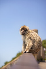 Vertical Portrait of Barbary Macaque during Sunny Day in Gibraltar. Furry Barbary Ape Outside....